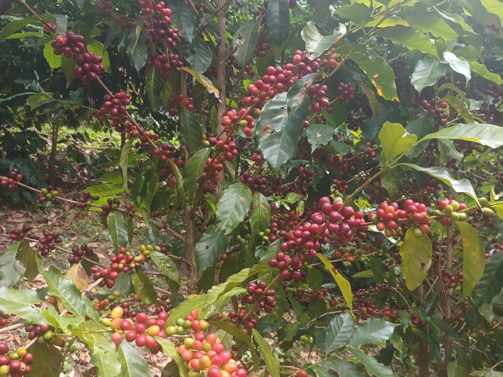 Finca Magdalena Eco Lodge Balgue エクステリア 写真